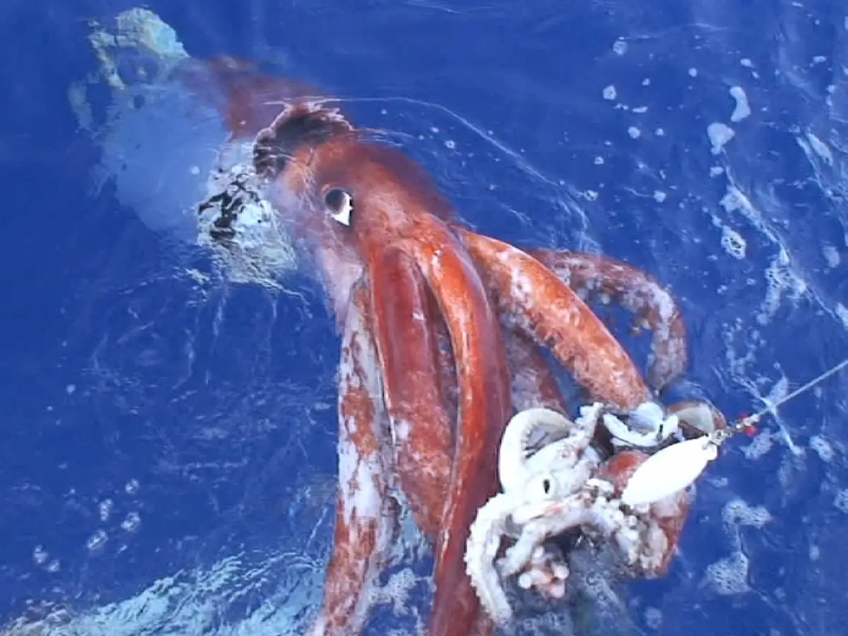 Deep sea imagery of a giant cephalopod