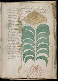 Voynich Manuscript Scan